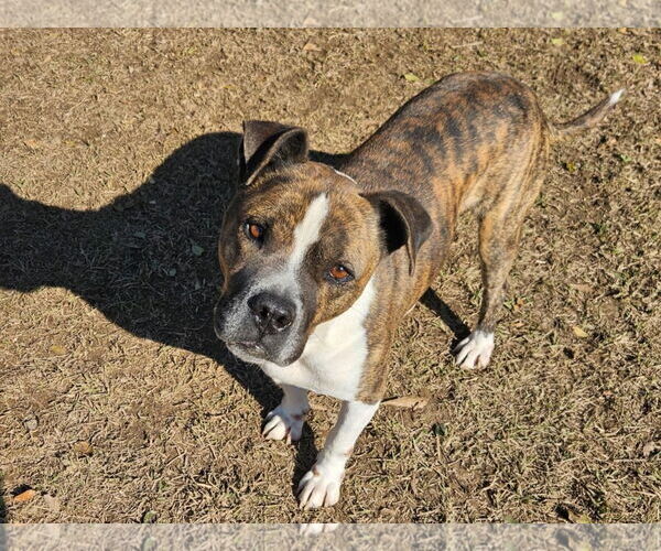 Medium Photo #4 American Bulldog-Unknown Mix Puppy For Sale in Anniston, AL, USA