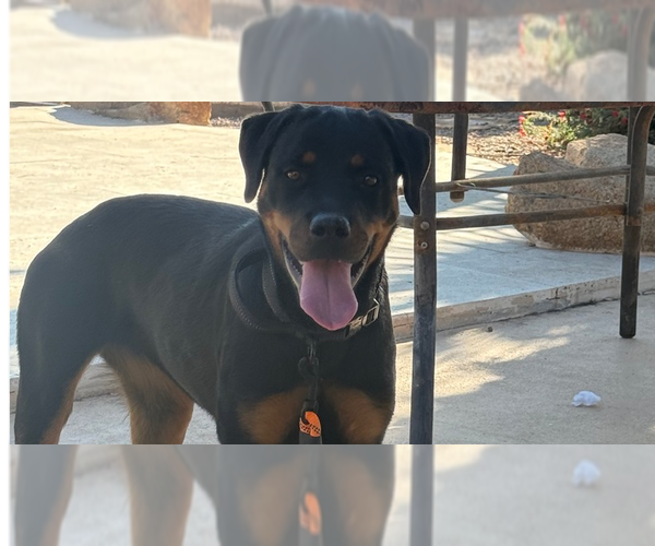 Medium Photo #1 Rottweiler Puppy For Sale in Gilbert, AZ, USA