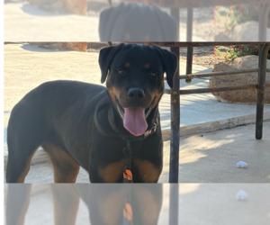 Rottweiler Dogs for adoption in Gilbert, AZ, USA