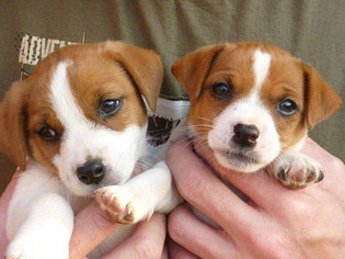 Jack Russell Terrier Puppy for sale in SAN ANTONIO, TX, USA