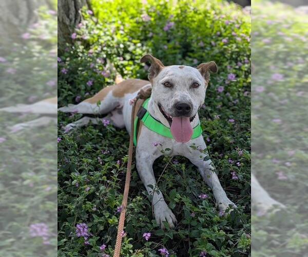 Medium Photo #2 Mutt Puppy For Sale in Santa Barbara, CA, USA