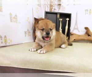 Shiba Inu Puppy for sale in CHICAGO, IL, USA