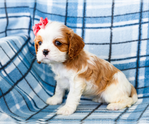 Medium Photo #6 Cockalier Puppy For Sale in WAKARUSA, IN, USA