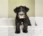 Puppy Teddy Schnauzer (Miniature)