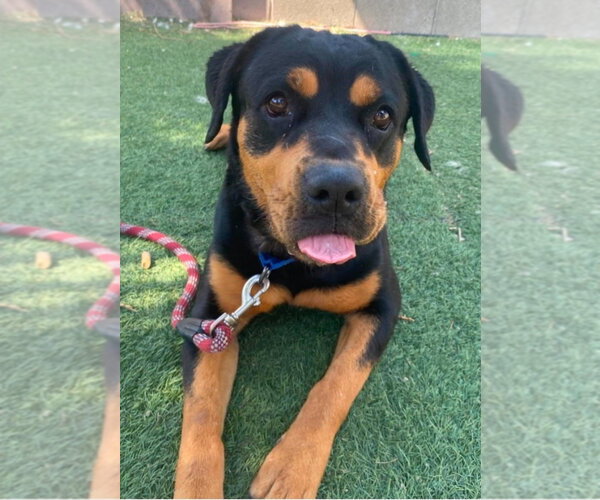 Medium Photo #3 Rottweiler-Unknown Mix Puppy For Sale in Lakewood, CO, USA