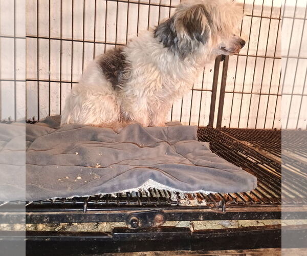 Medium Photo #1 Mutt Puppy For Sale in Bonifay, MO, USA