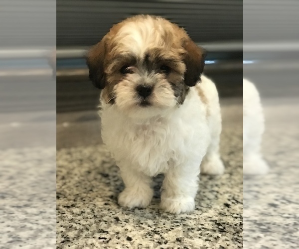 Medium Photo #3 Zuchon Puppy For Sale in PEMBROKE, KY, USA