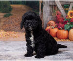 Lenny - Male Cavapoo (Miniature) Puppy for Sale - Photo #2
