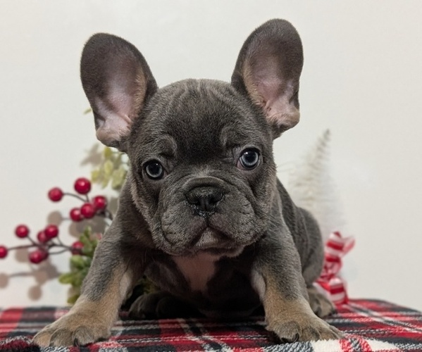 Medium Photo #8 French Bulldog Puppy For Sale in GOSHEN, IN, USA