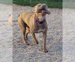 Small #1 American Pit Bull Terrier