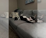 Small Photo #6 Lab-Pointer Puppy For Sale in San Diego, CA, USA