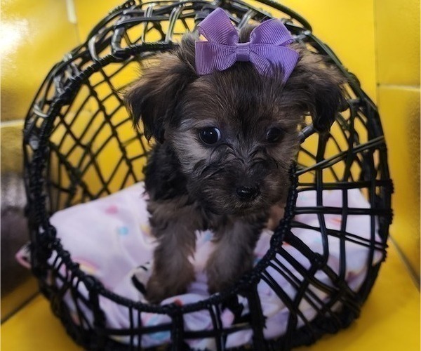 Medium Photo #11 YorkiePoo Puppy For Sale in BLUE MOUND, TX, USA