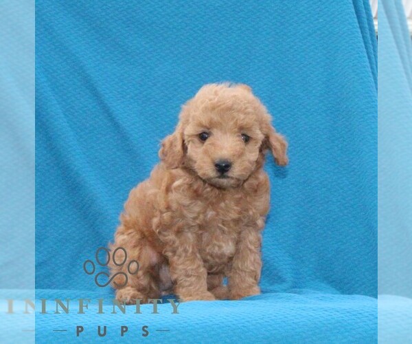 Medium Photo #2 Goldendoodle (Miniature) Puppy For Sale in AIRVILLE, PA, USA