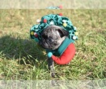 Small #7 Pug