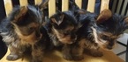 Small Photo #21 Yorkshire Terrier Puppy For Sale in SUWANEE, GA, USA