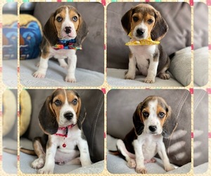Beagle Puppy for sale in HESPERIA, CA, USA