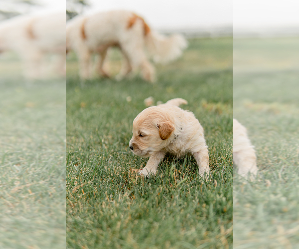 Medium Photo #13 Goldendoodle Puppy For Sale in FREDERICA, DE, USA