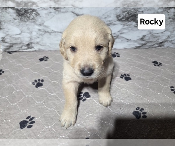 Medium Photo #9 Golden Retriever Puppy For Sale in MINNEAPOLIS, MN, USA