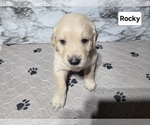 Small #8 Golden Retriever