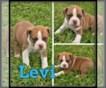 Image preview for Ad Listing. Nickname: Levi
