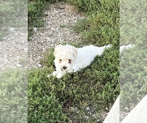 Poodle (Miniature) Puppy for sale in TIPPECANOE, IN, USA