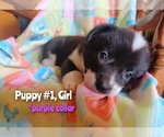 Small Photo #1 Aussie-Corgi Puppy For Sale in PHILOMATH, OR, USA