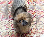 Small #5 Pekingese