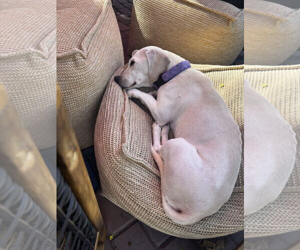 Medium Photo #6 Chiweenie Puppy For Sale in St. Louis Park, MN, USA