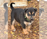 Small #17 Gerberian Shepsky