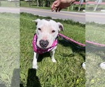 Small Mutt