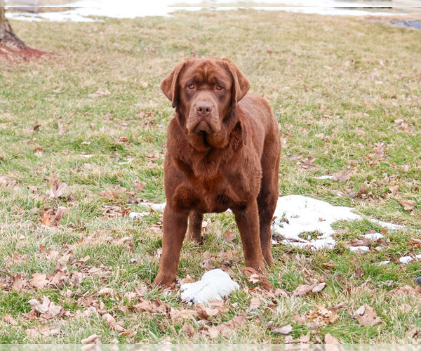 Medium Photo #4 Labrador Retriever Puppy For Sale in SYRACUSE, IN, USA
