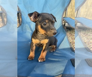Rat Terrier Puppy for sale in WHITAKERS, NC, USA
