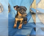 Small Rat Terrier