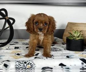 Cavalier King Charles Spaniel Puppy for sale in FRANKLIN, IN, USA