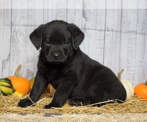 Labrottie Puppy for sale in FREDERICKSBG, OH, USA