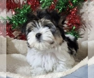 Morkie Puppy for sale in CORNERSVILLE, TN, USA
