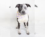 Small #2 Labrador Retriever Mix