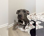 Small #1 American Pit Bull Terrier