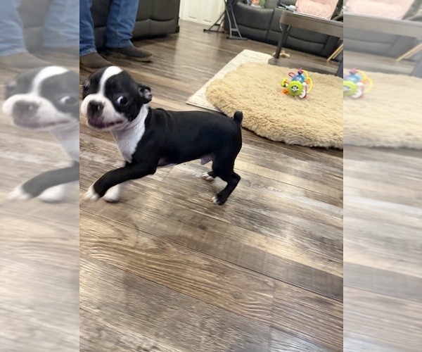 Medium Photo #5 Boston Terrier Puppy For Sale in FREDONIA, KS, USA