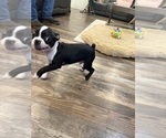 Small #4 Boston Terrier