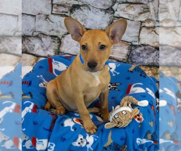 Medium Photo #5 Jack Russell Terrier-Unknown Mix Puppy For Sale in Kennesaw, GA, USA