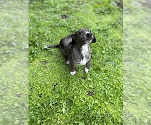 Border Collie-Dachshund Mix Puppy for sale in VANCOUVER, WA, USA