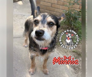 Minnie - Female Dachshund-Unknown Mix Dog for Adoption - Photo #2