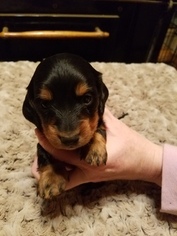 Dachshund Puppy for sale in SPRING CITY, TN, USA