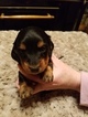 Small Photo #1 Dachshund Puppy For Sale in SPRING CITY, TN, USA