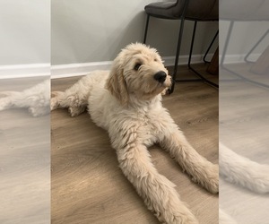 Goldendoodle Puppy for sale in JACKSONVILLE, FL, USA