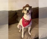 Small #16 Mutt