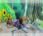 Small #6 Dachshund