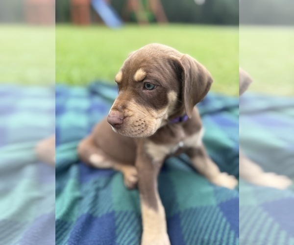 Medium Photo #8 Catahoula Leopard Dog Puppy For Sale in KEITHVILLE, LA, USA
