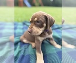 Small #7 Catahoula Leopard Dog